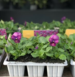 Viola Sorbet Rasberry Cellpak
