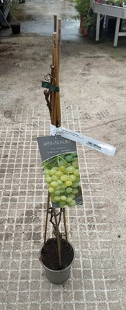 Vitis 'Millenium' (kernlos)