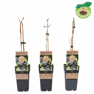 Vitis 'Nero' 2 Ltr