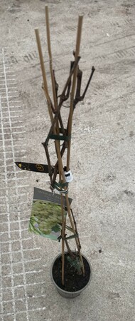 Vitis 'Solaris'