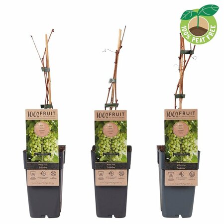 Vitis 'Sukribe' 2 Ltr