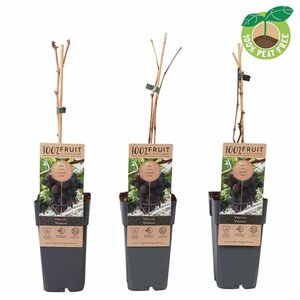 Vitis 'Vanessa'  2 Ltr