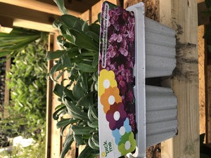 Wallflower Purple Bicolour Cellpak