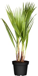 Washingtonia robusta
