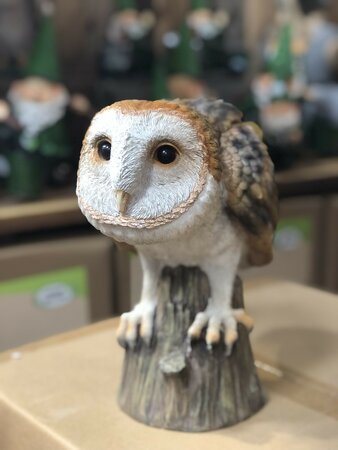 Watchful Barn Owl