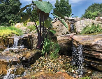 Water Features and Ponds