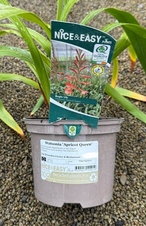 Watsonia 'Apricot Queen' - image 2
