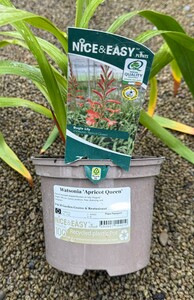 Watsonia 'Apricot Queen' - image 2