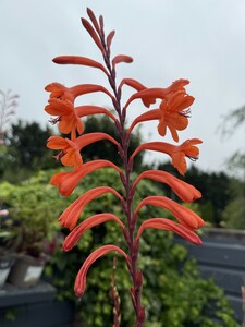 Watsonia 'Apricot Queen' - image 1