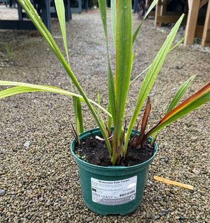 Watsonia Pale Violet - image 2