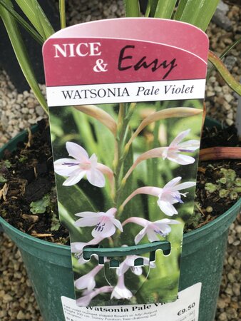 Watsonia Pale Violet - image 1