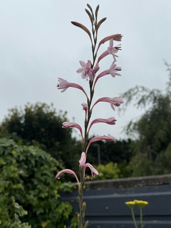Watsonia Pale Violet - image 1