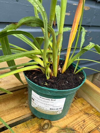 Watsonia Red