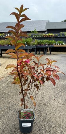Weigela 'Bristol Ruby' - image 2