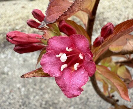 Weigela 'Bristol Ruby' - image 1