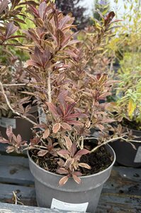Weigela flor. 'Monet'
