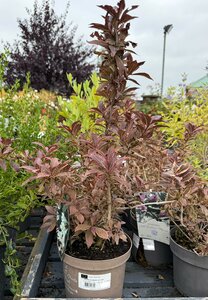 WEIGELIA EBONY & IVORY
