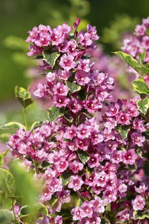 WEIGELIA NANA PURPUREA (Peat Free)