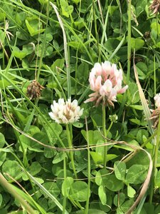 White Clover