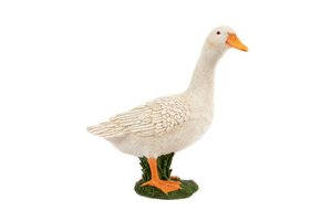 White Duck