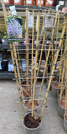 WISTERIA F. LAVENDER LACE