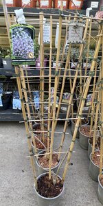 WISTERIA F. LAVENDER LACE