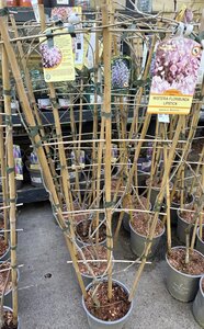 WISTERIA F. LIPSTICK