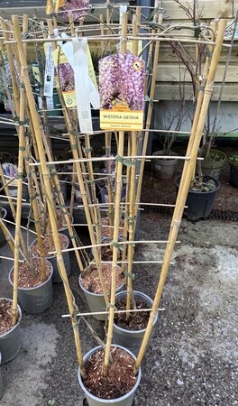 WISTERIA FLORIBUNDA GEISHA