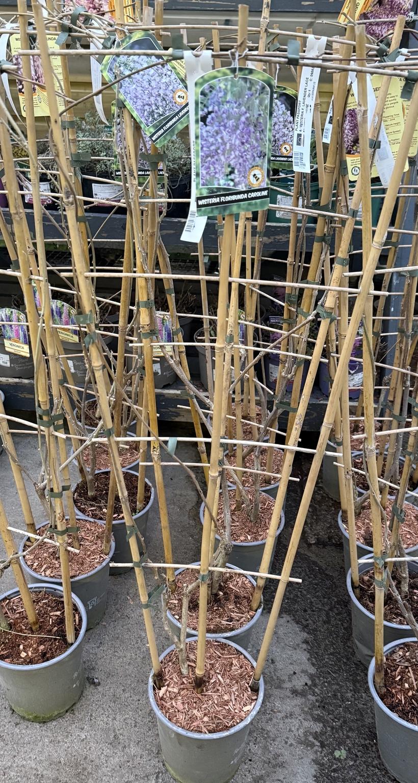WISTERIA SINENSIS CAROLINE - D and M Garden Centre