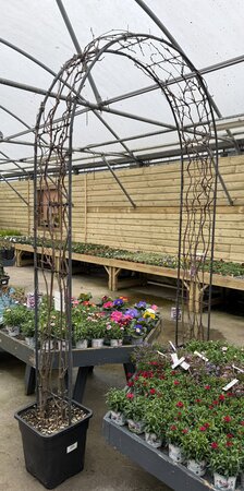 Wisteria Sinensis Mix Arch (Diameter 40cm )