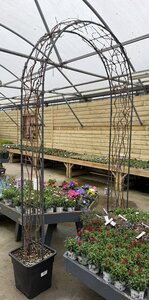 Wisteria Sinensis Mix Arch (Diameter 40cm )