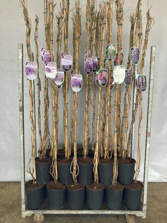 WISTERIA SPECIMENS IN VARIETIES