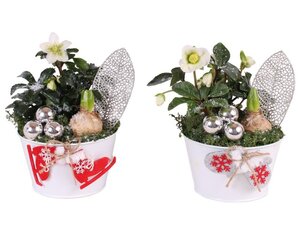 X-mas arrangement³