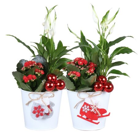 X-mas arrangement³