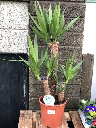 Yucca 60/30/20