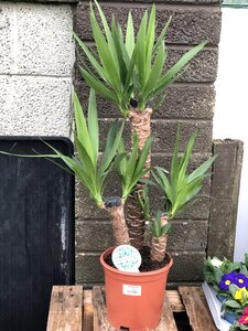 Yucca 60/30/20