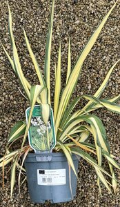 YUCCA F. COLOUR GUARD
