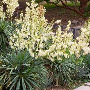 Yucca filamentosa