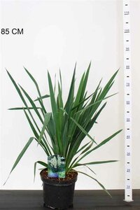 Yucca filamentosa / 7.5 Ltr pot