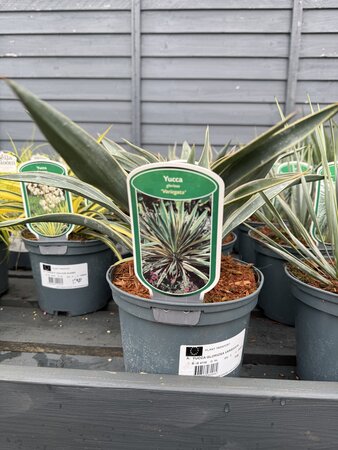YUCCA GLORIOSA VARIEGATA