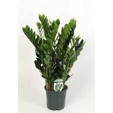 Zamioculcas