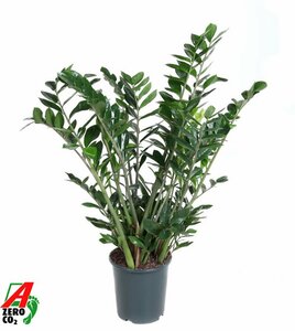 Zamioculcas zamiifolia