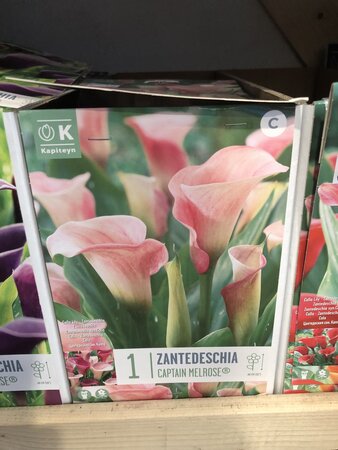 ZANTEDESCHIA CAPTAIN MELROSE