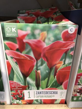 ZANTEDESCHIA CAPTAIN MURANO