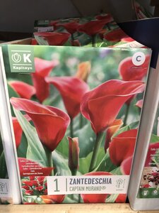 ZANTEDESCHIA CAPTAIN MURANO