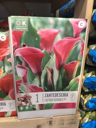 ZANTEDESCHIA CAPTAIN ROMANCE