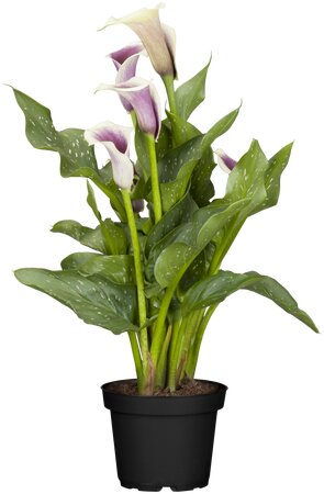 Zantedeschia Eydona 'Purple White'