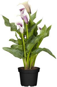Zantedeschia Eydona 'Purple White'