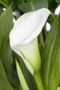 Zantedeschia Eydona 'White'