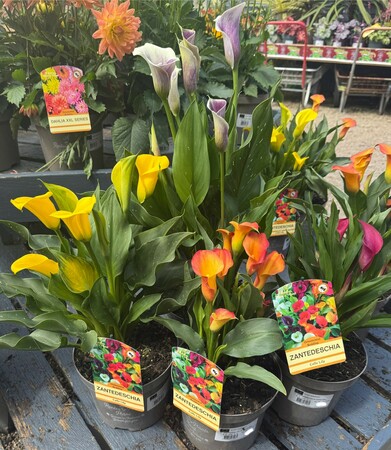 ZANTEDESCHIA IN VARIETIES